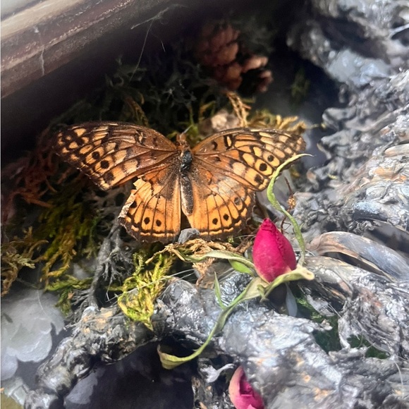 faux baby unicorn mummy wihh the real preserved insects and dried flowers - Picture 3 of 3